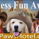 Spa Paws - Endless Fun Awaits