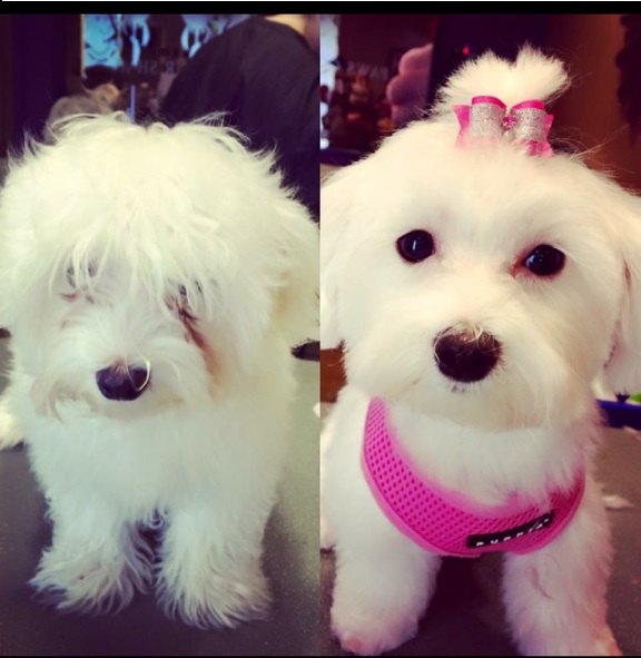 Dog Grooming before and after