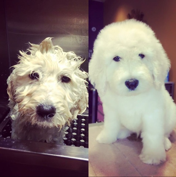 Dog Grooming before and after