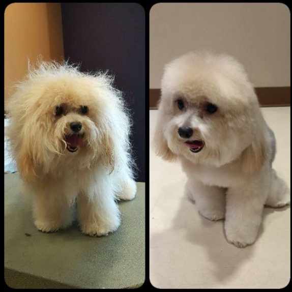 Glamour pet shop deals & grooming