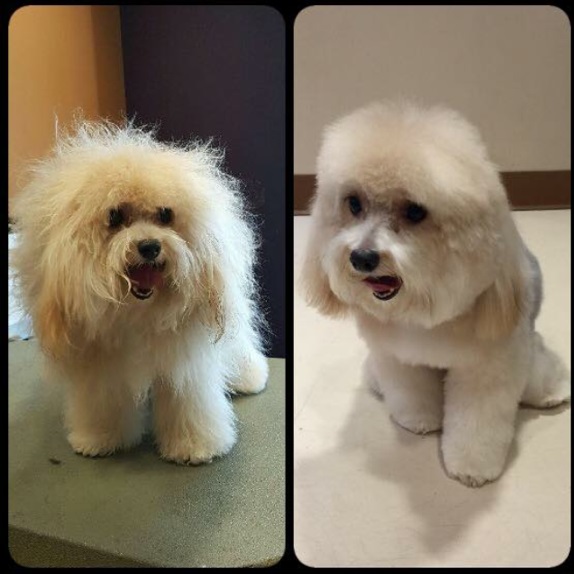 DGrooming before and after